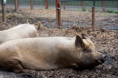 Zeiss Batis 85mm Pig Portrait