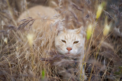 Zeiss Batis 85mm Cat Portrait