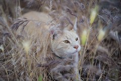 Zeiss Batis 85mm Cat Portrait
